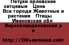 Петухи орловские ситцевые › Цена ­ 1 000 - Все города Животные и растения » Птицы   . Ивановская обл.,Верхнеландеховский р-н